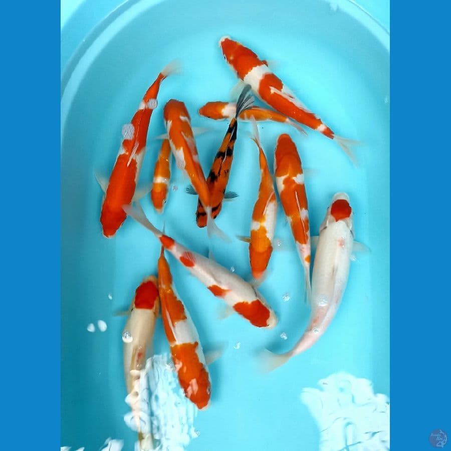 mix koi