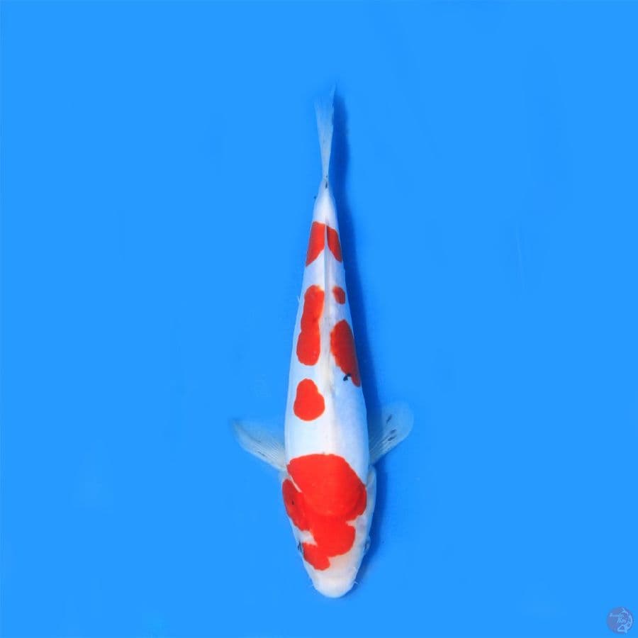 Doitsu 25cm