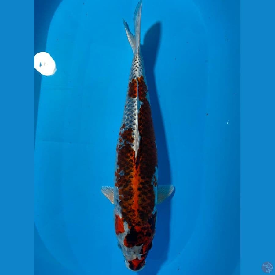 UNIQ 50 CM FEMALE