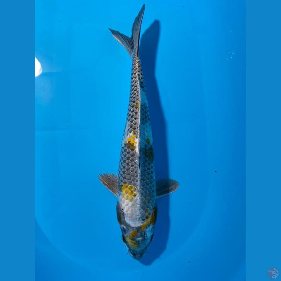 KAGE SHOWA 44 CM FEMALE