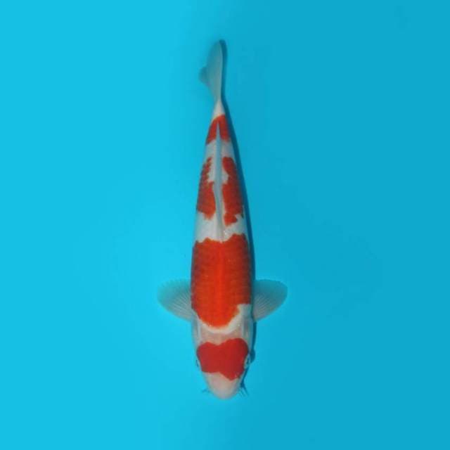 MARUTEN KOHAKU F1