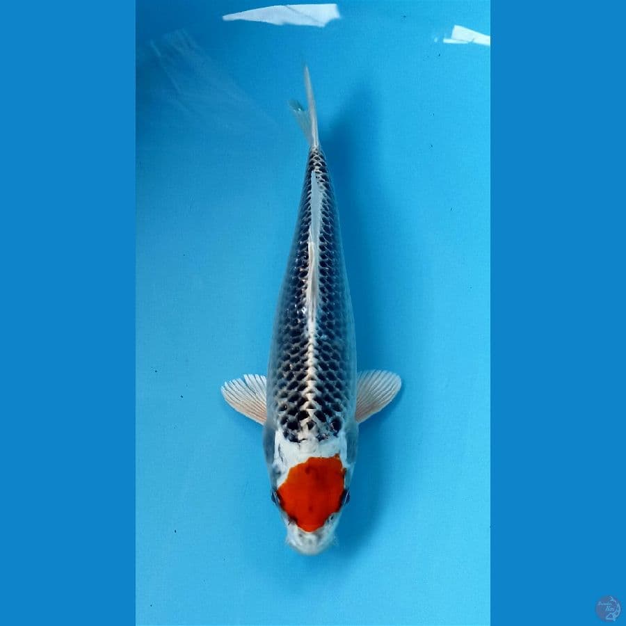 tancho kujaku ori 24cm
