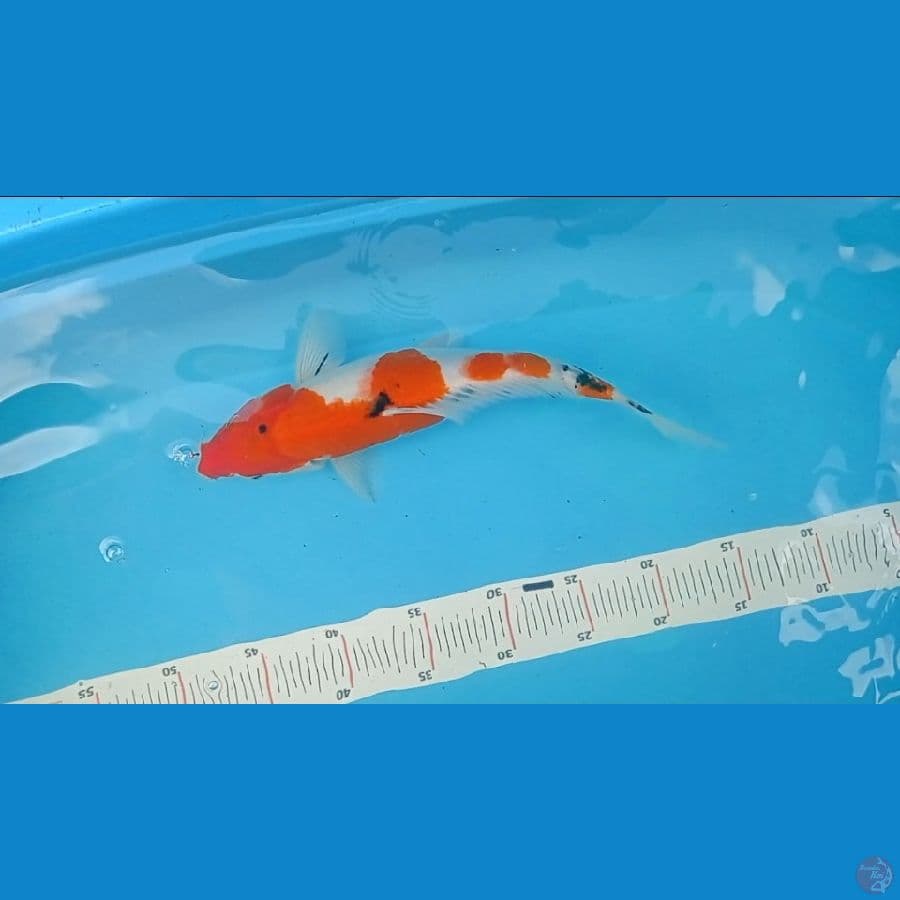 32CM SANKE JANTAN --- CANAYA KOI FARM