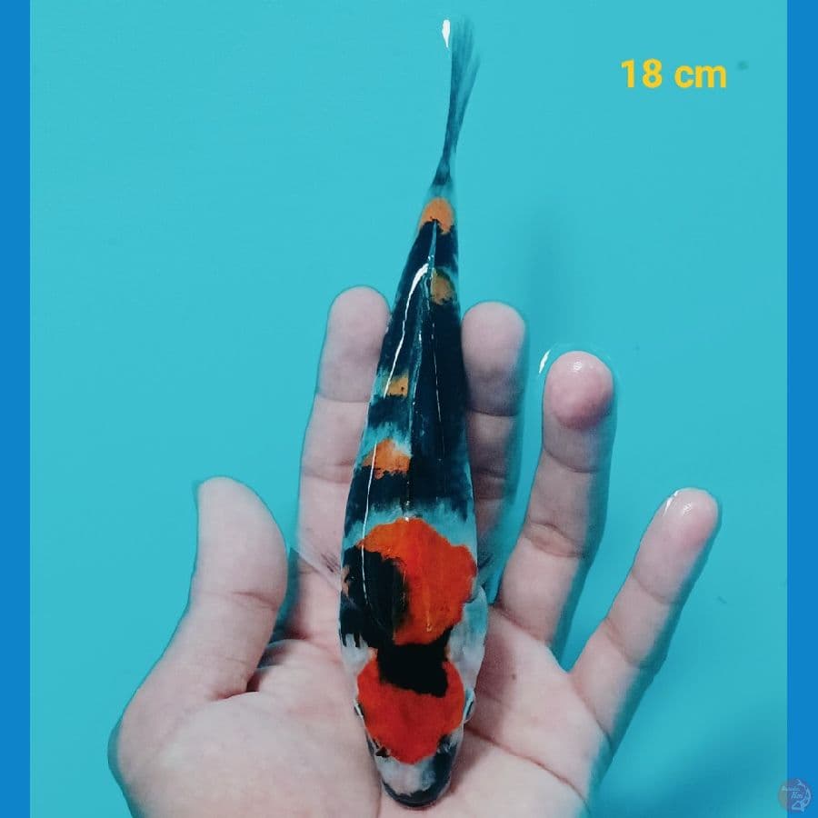 maruten 18 cm