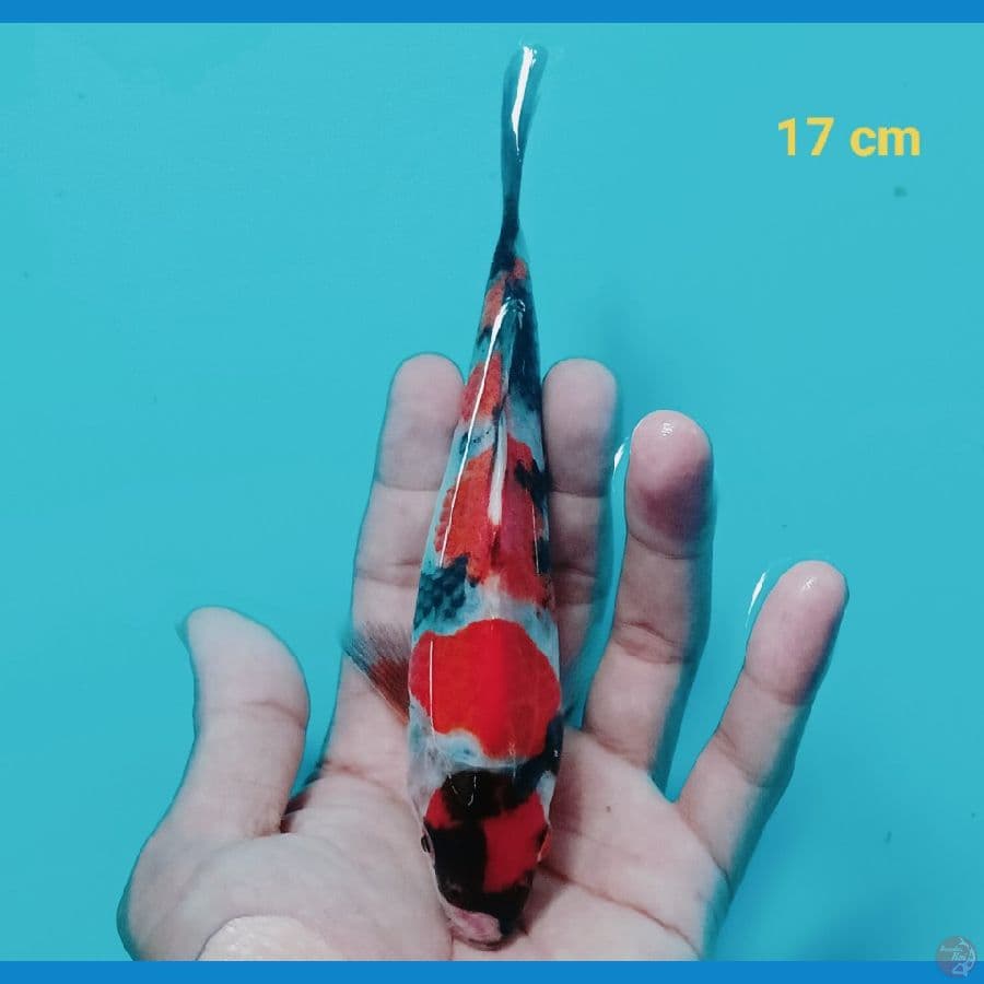 maruten 17 cm