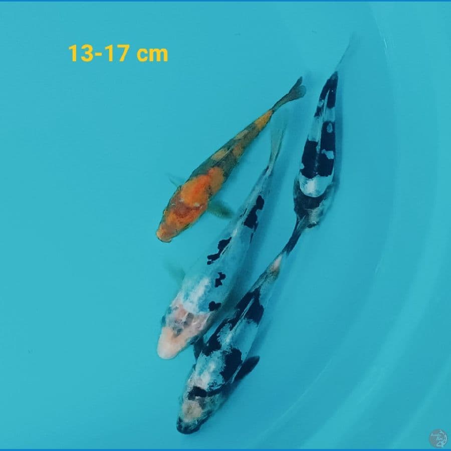 mixs doitsu 13-17 cm