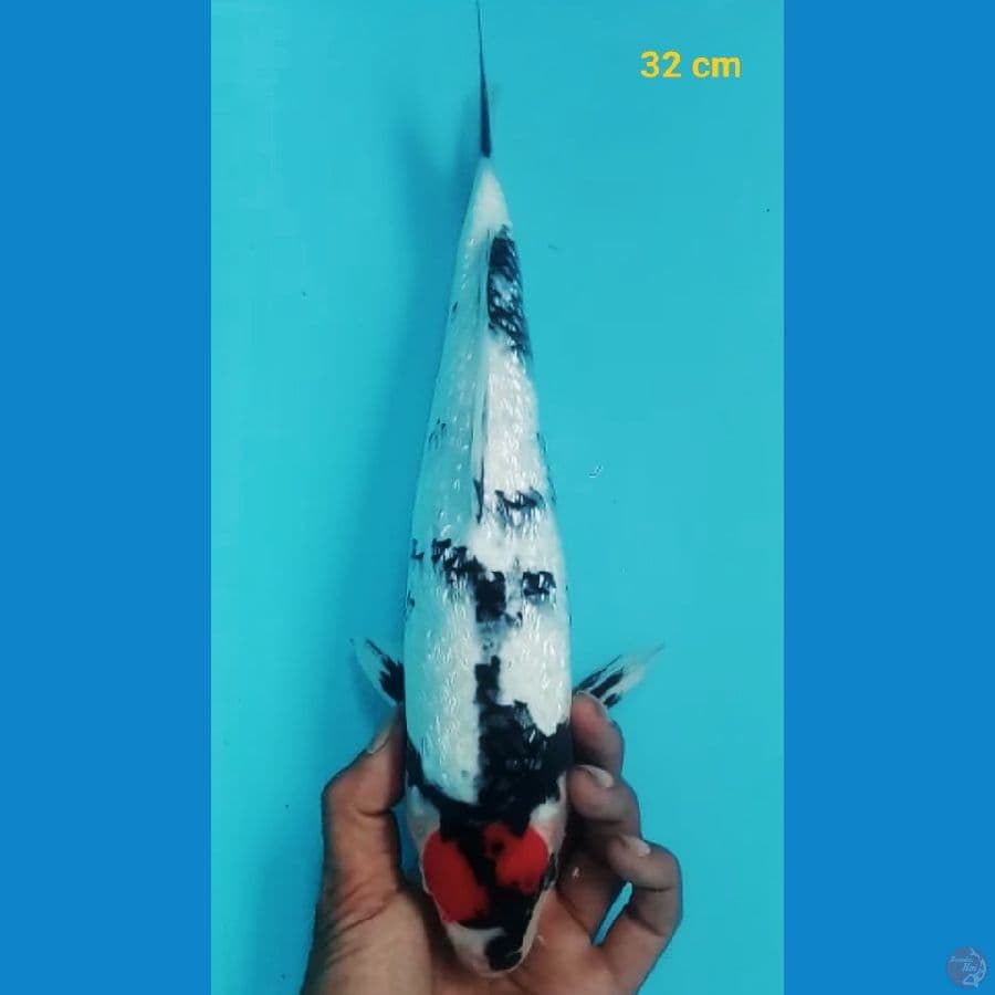 Male 32 cm ( lelang cepat )