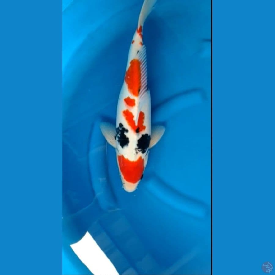 Showa 42cm Male