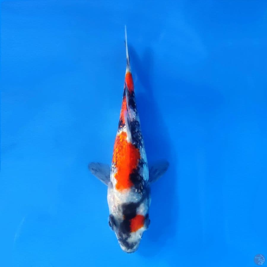 5. MARUTEN SHOWA GINRIN SQ 12CM