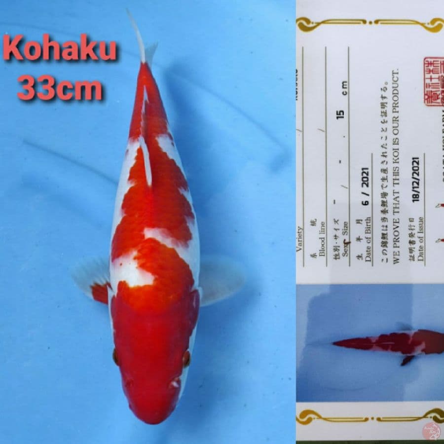 OGATA KOHAKU 33CM
