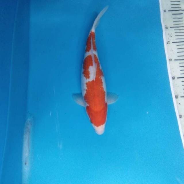 Kohaku 34 cm