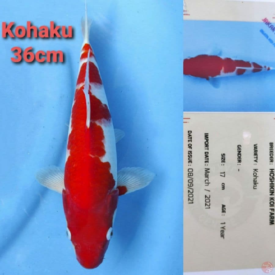 HOSHIKIN KOHAKU 36CM