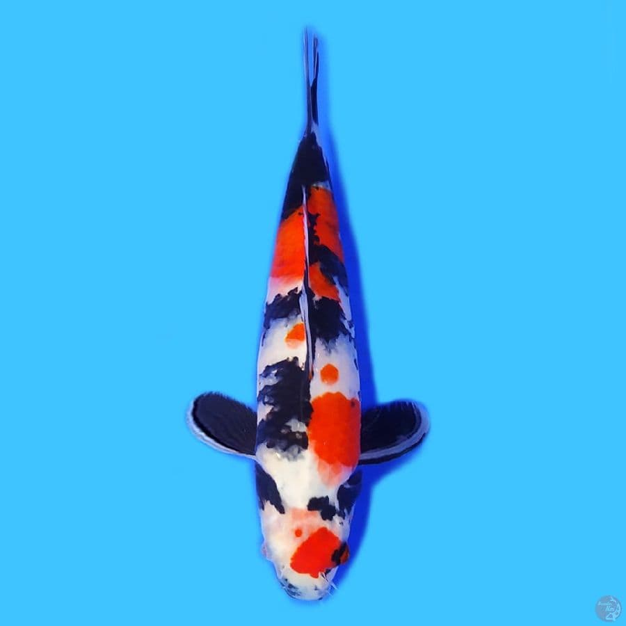 Showa maruten 29cm