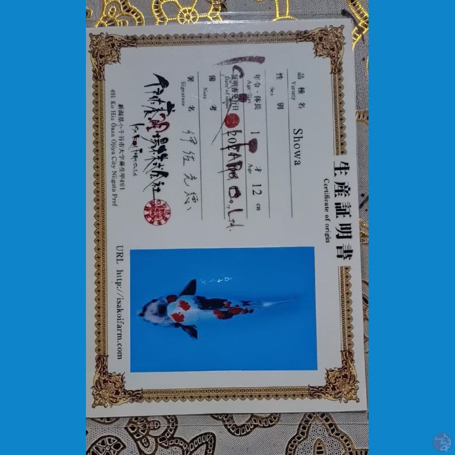 Kindai Showa isa farm 31cm