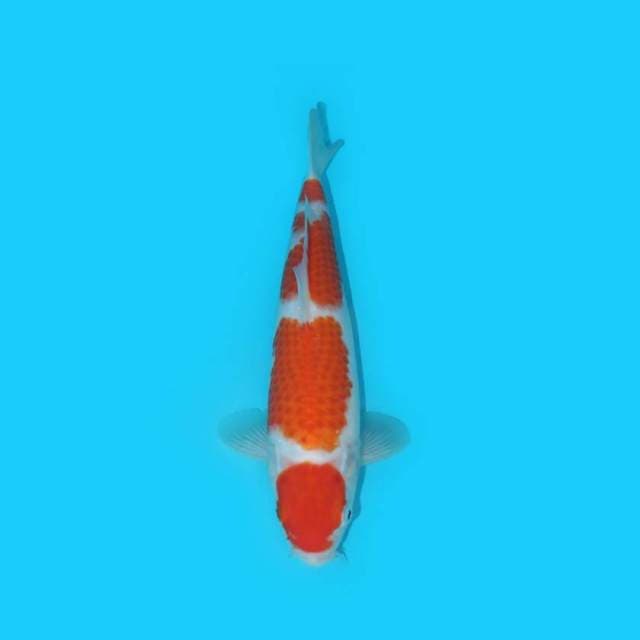 MARUTEN KOHAKU F1