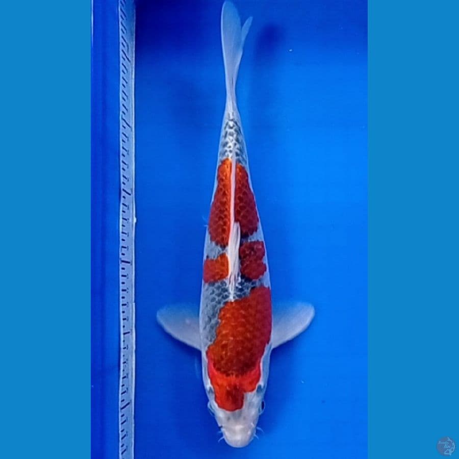 gosiki 31 cm