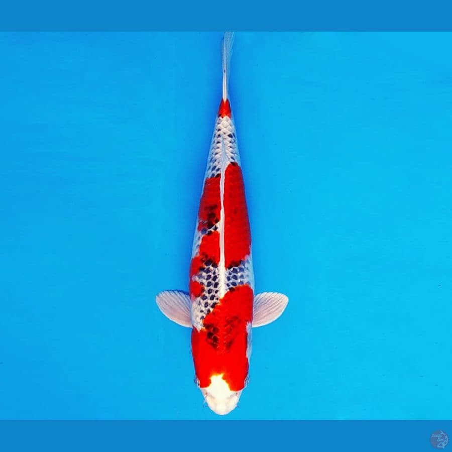 ARISAKA 1 - KUJAKU 31 cm/male ®
