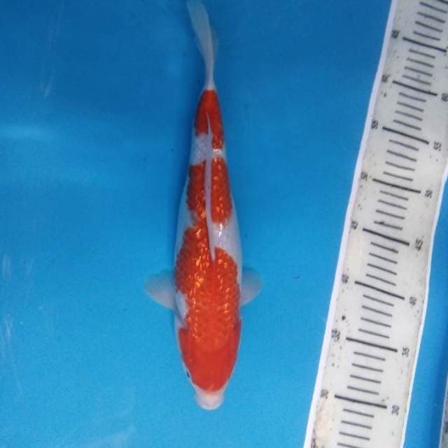 Kohaku 32 cm