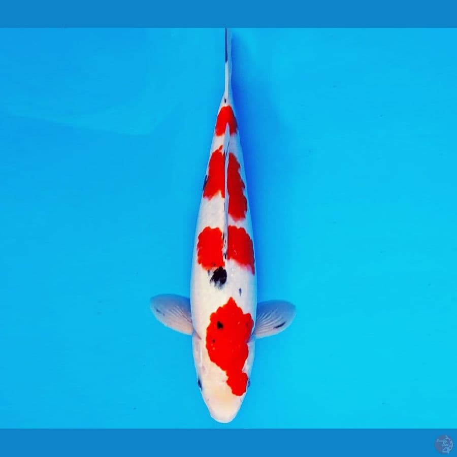 ARISAKA 3 - SANKE 31 cm/male ®