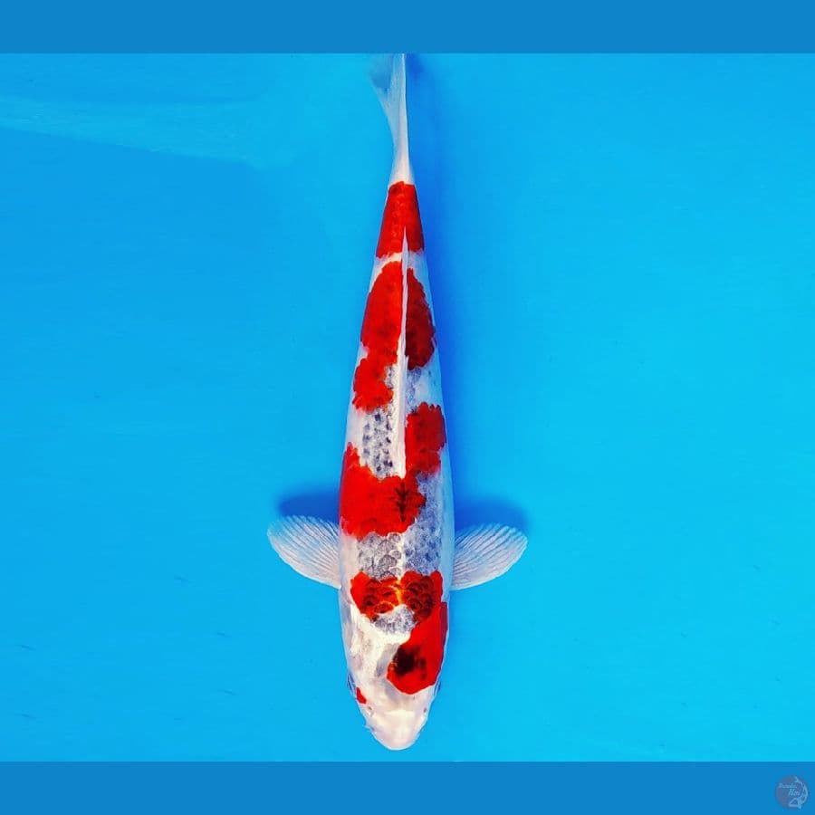 ARISAKA 4 - GOSHIKI 33 cm/fm ®