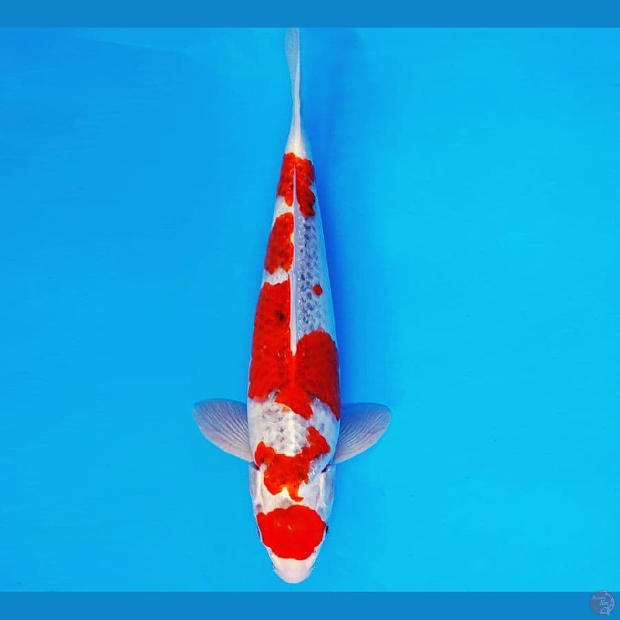 ARISAKA 8 - GOSHIKI 35 cm/male ®