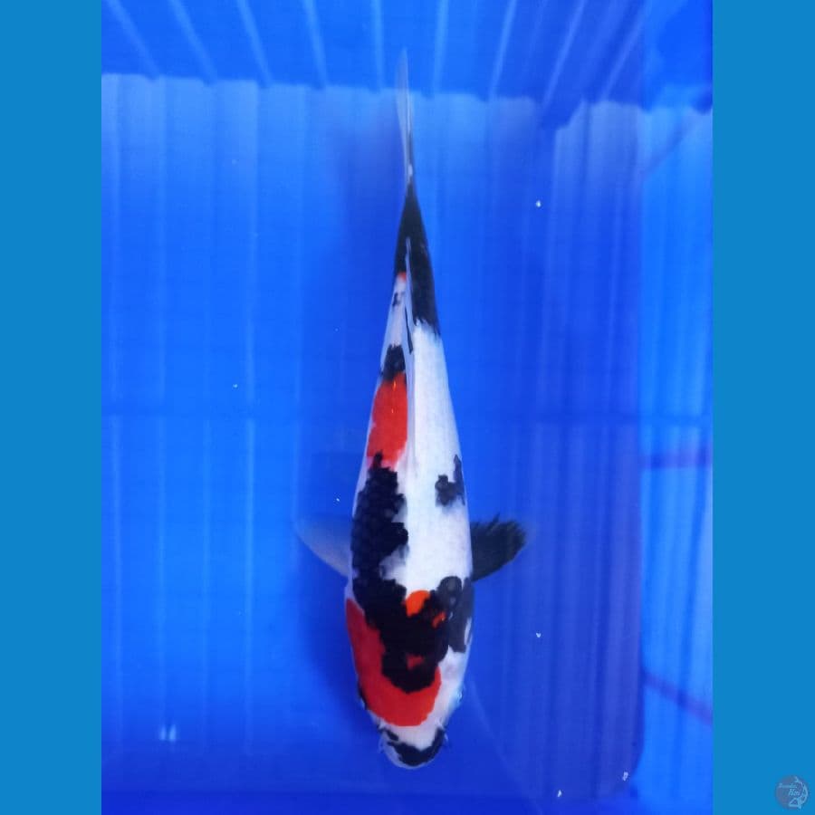 showa 29cm