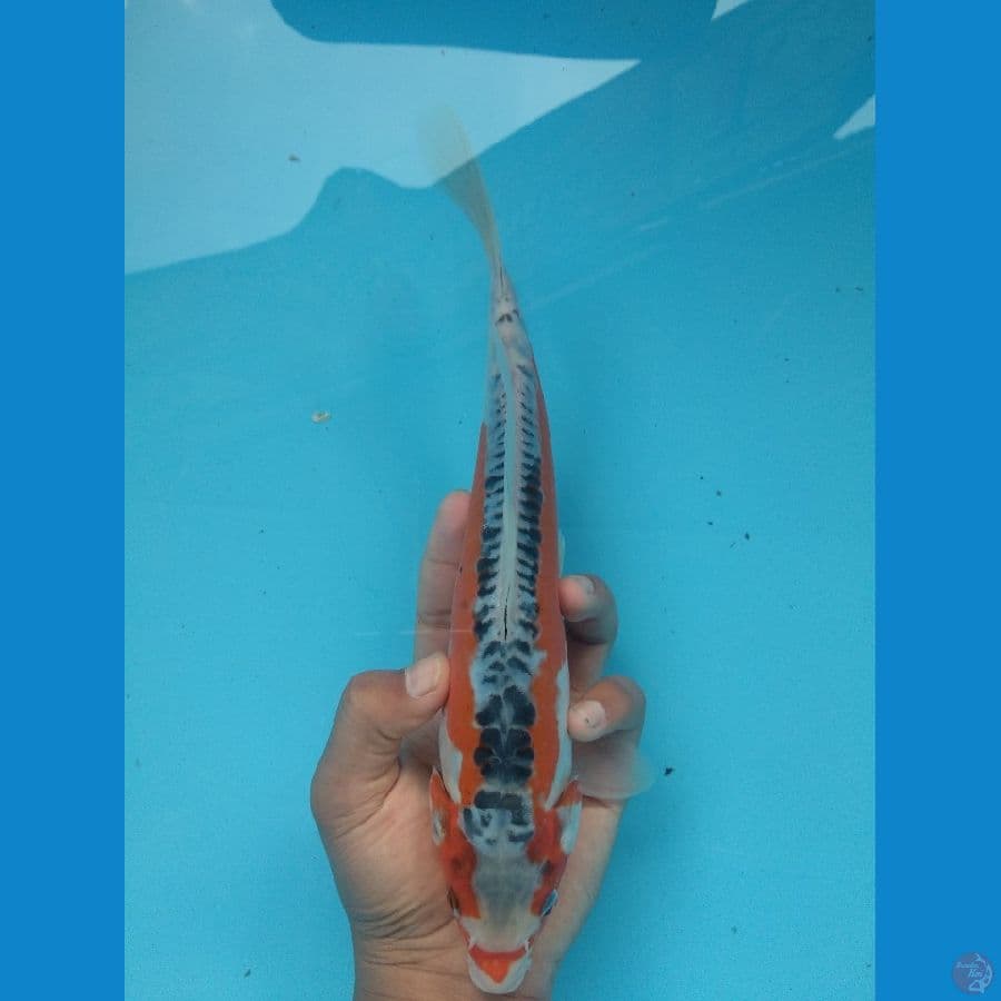 Shusui 27 M