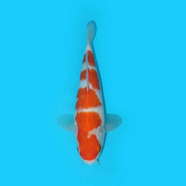 KOHAKU F1