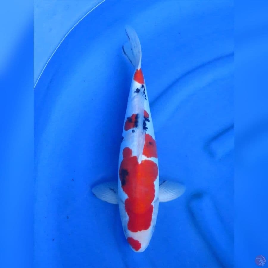 42cm - Sanke Doitsu Murni