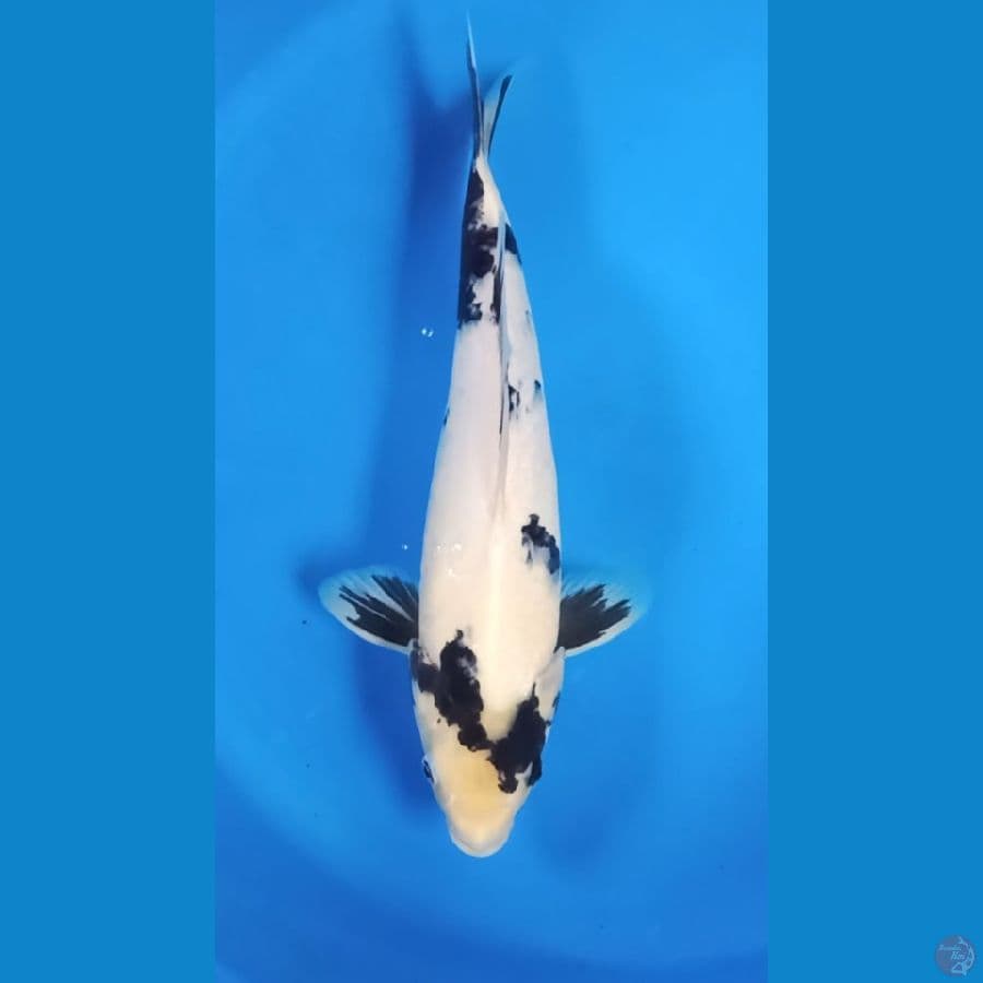 Shiro Utsuri 40 bu