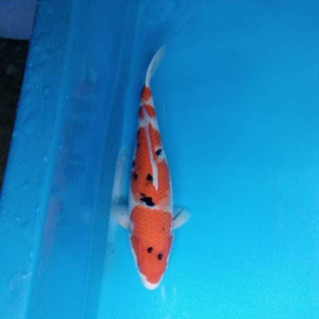 Sanke 36 cm