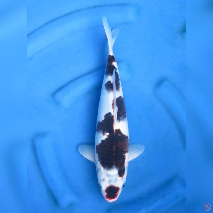 36cm - Budo Goromo Ori
