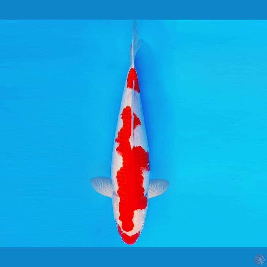 ARISAKA 14 - KOHAKU 32 cm/fm ®