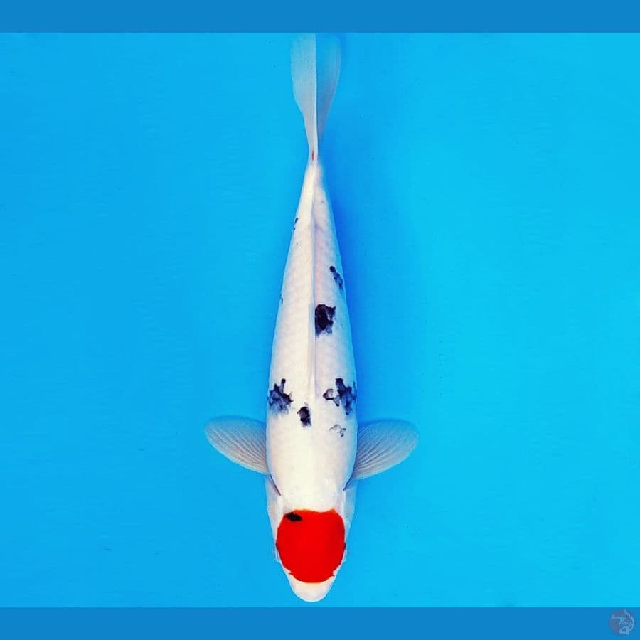 ARISAKA 15 - TANCHO SANKE 31 cm/fm ®