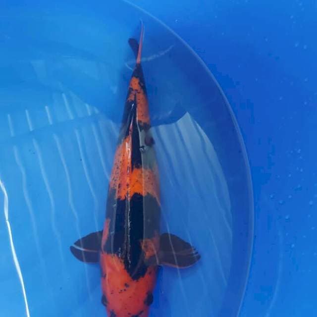 Hi Utsuri Jumbo 46 cm