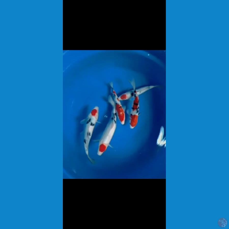 kohaku sanke