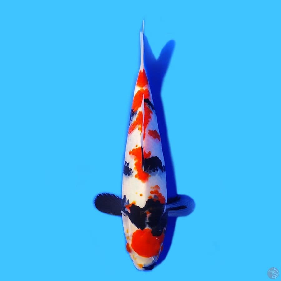 Maruten Showa 27cm HQ