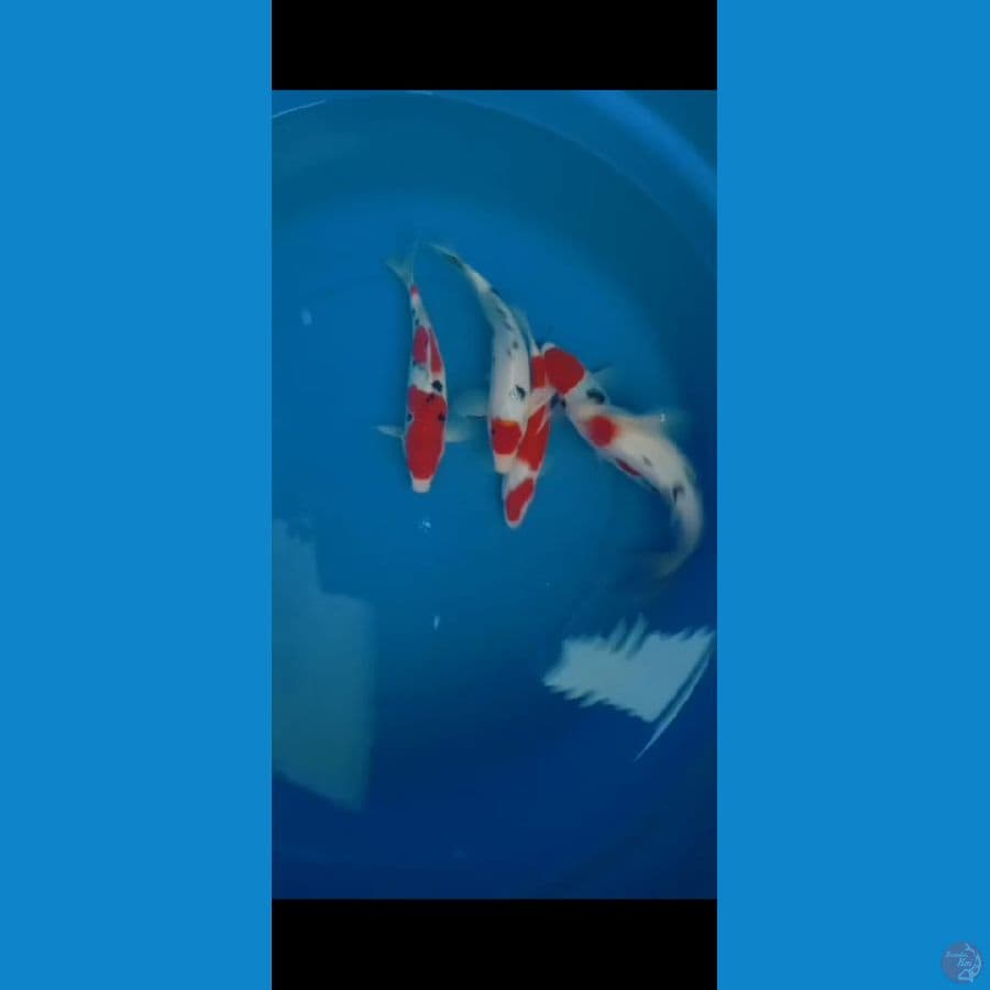 paket 5 ekor kohaku sanke