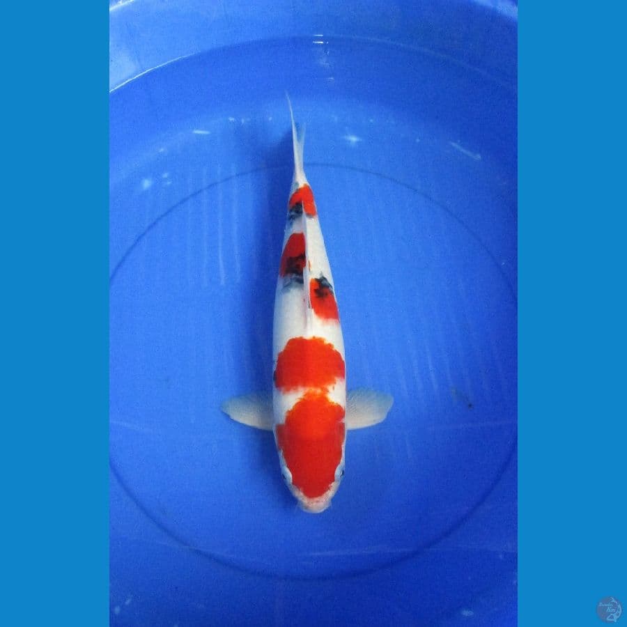 sanke 40 cm Jantan