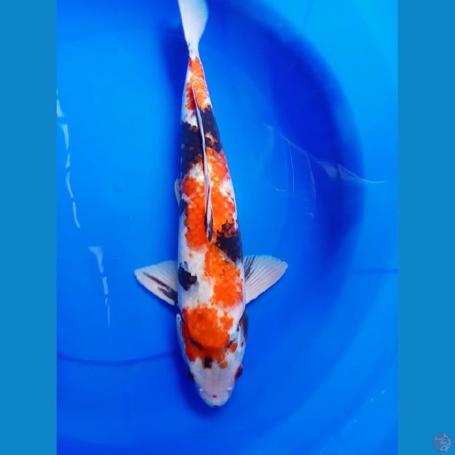 showa pejantan tangguh 45cm