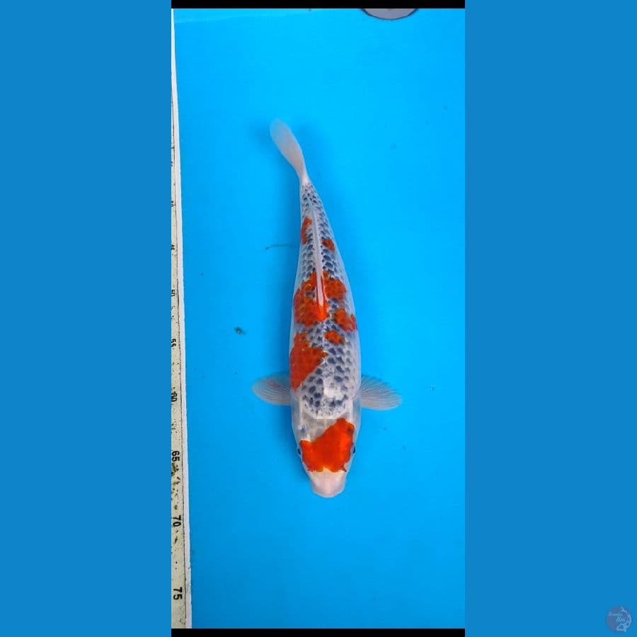ghosiki ....36cm/F