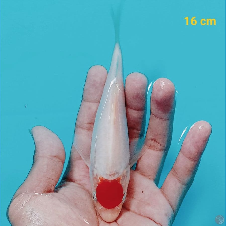 Tancho Kohaku 16 cm