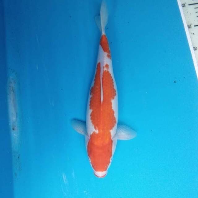 Kohaku 32 cm