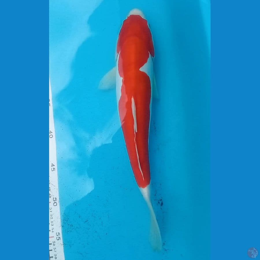 KOHAKU DOITS 35 CM