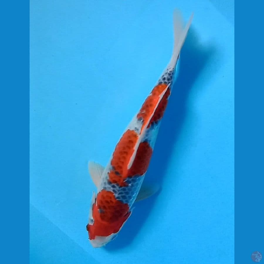 goshiki
