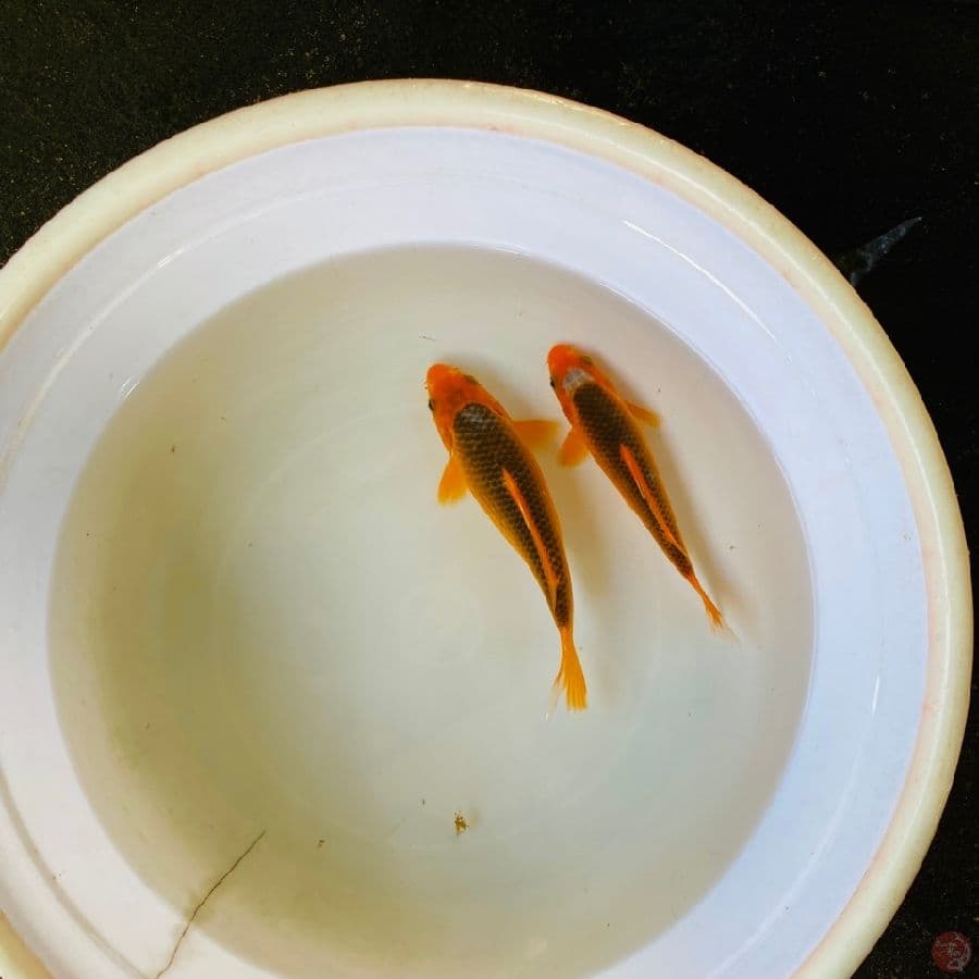 aka matsuba 17-18cm