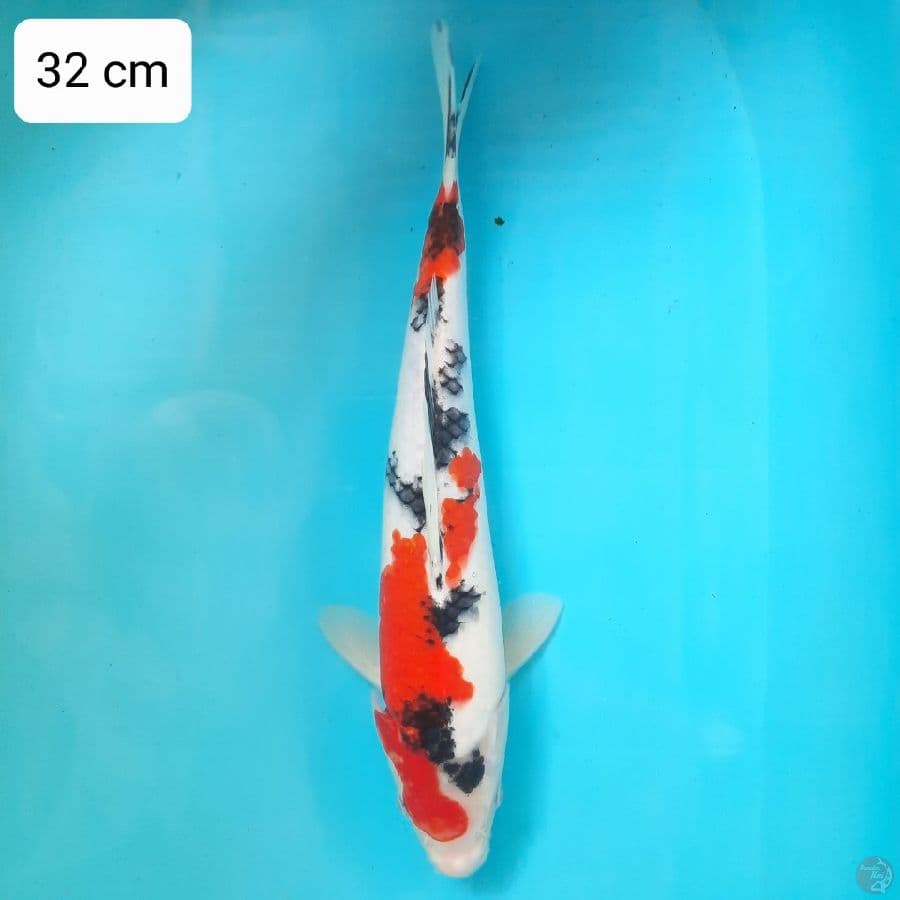 SANKE HQ | 32 cm | uncheck