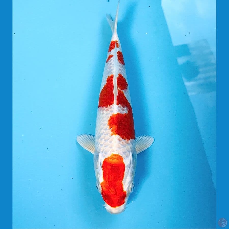 sakura ogon, 24 cm