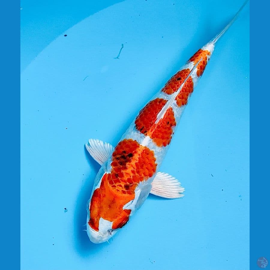 sochikubai 22cm