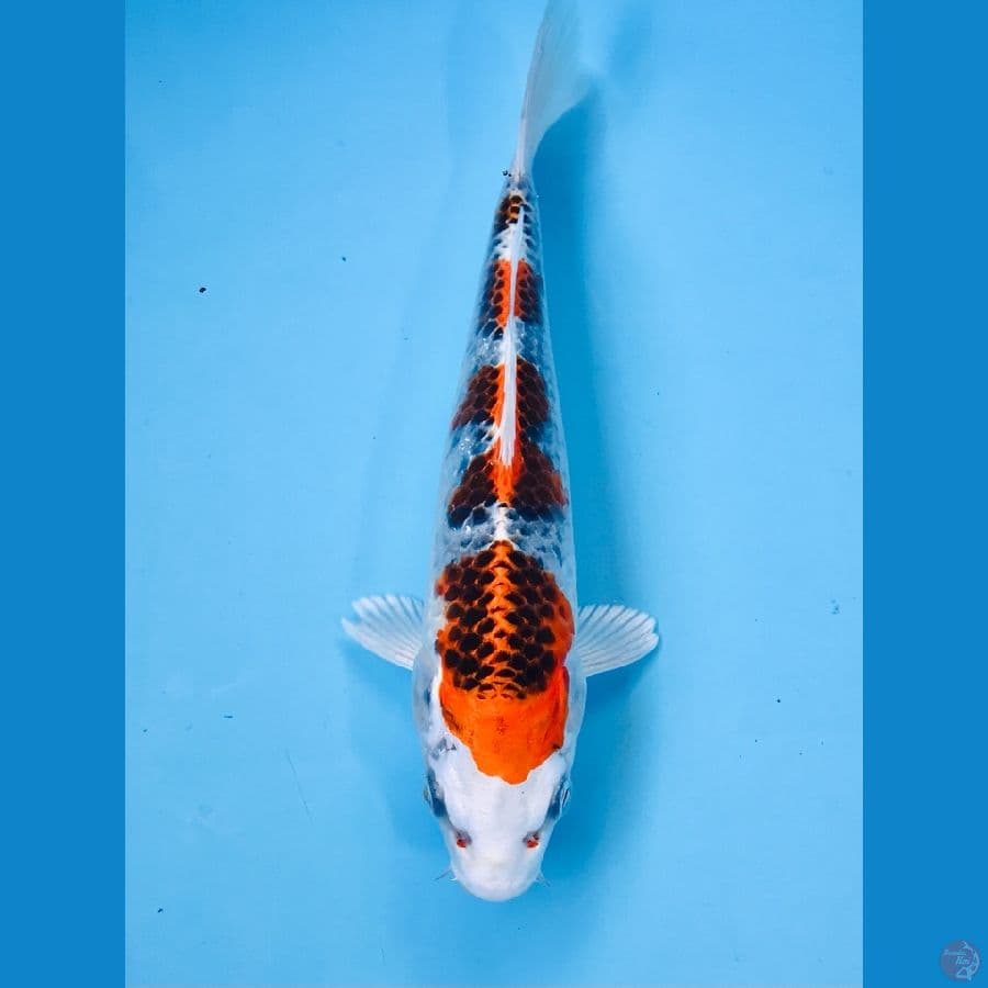kujaku 20 cm